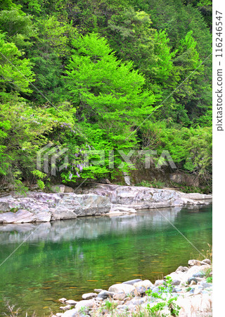 [岐阜縣] 中津川市福岡羅馬谷的新綠 116246547
