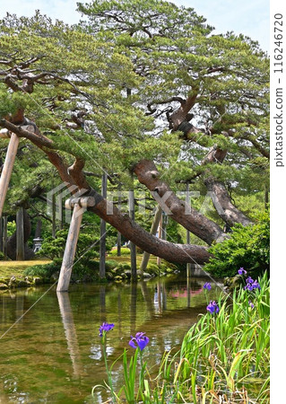 兼六園的菖蒲和松樹 兼六園的菖蒲和松樹 116246720