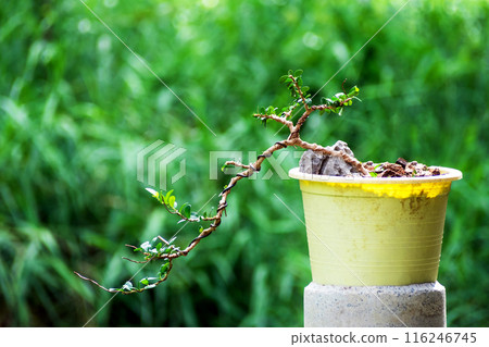 Sam nui,Antidesma acidum tree in plastic pot used to create bonsai. 116246745