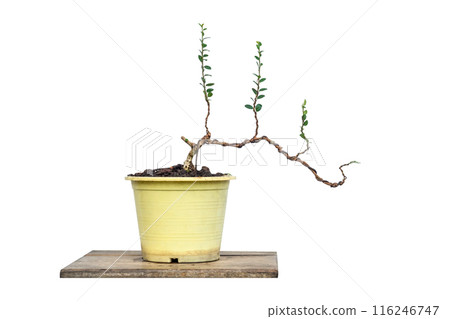 Sam nui,Antidesma acidum tree in plastic pot used to create bonsai. 116246747