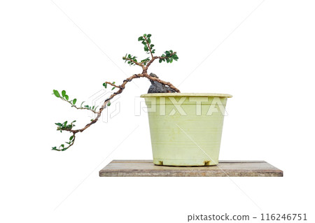 Sam nui,Antidesma acidum tree in plastic pot used to create bonsai. 116246751