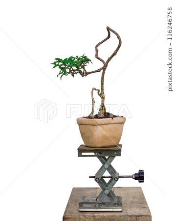 Free orm Dwarf cherry bonsai on white background Free orm Dwarf cherry bonsai on white background 116246758