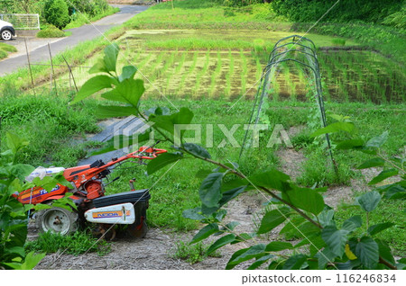 Rice fields, Hachioji city Rice fields, Hachioji city 116246834