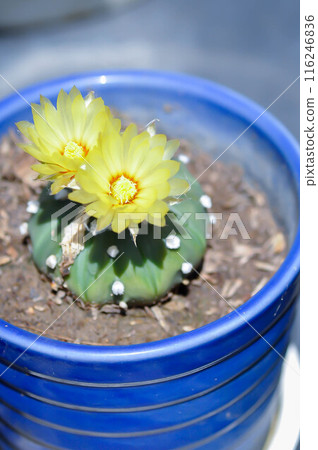 cactus in the flower pot or Astrophytum with flower or cactus flower, Astrophytum cactus with flower cactus in the flower pot or Astrophytum with flower or cactus flower, Astrophytum cactus with flower 116246836
