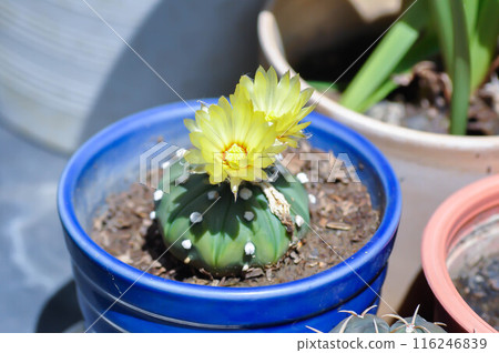 cactus in the flower pot or Astrophytum with flower or cactus flower, Astrophytum cactus with flower 116246839