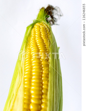 Corn, food, white background, close-up 116246855