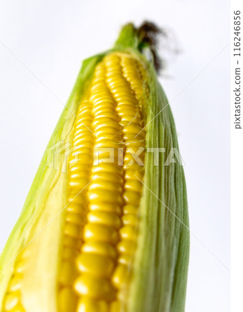 Corn, food, white background, close-up Corn, food, white background, close-up 116246856