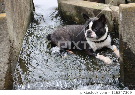 Mighty the Boston terrier cooling off in an irrigation canal 116247309