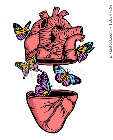 beautiful butterflies fly out of the heart illustration 116247558