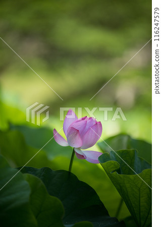 Flowers Flowers 116247579