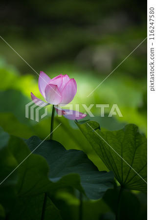 Flowers Flowers 116247580