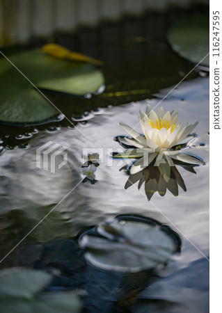 花 116247595