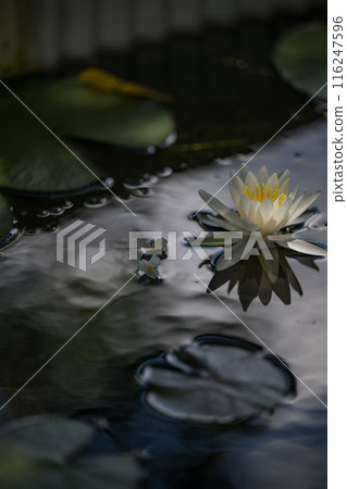 花 116247596