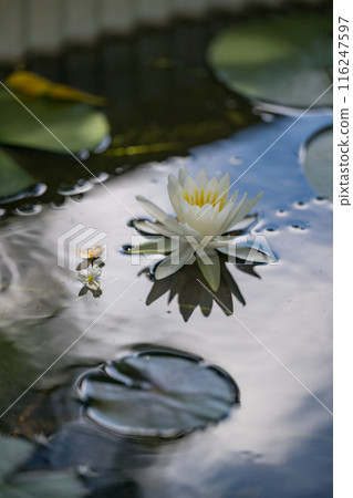 花 116247597