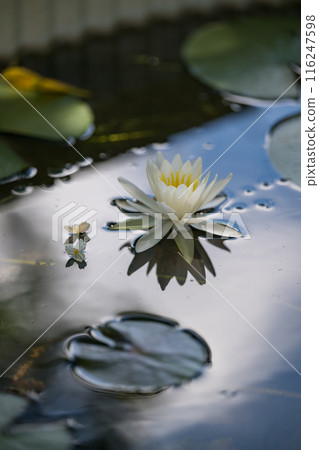 花 116247598
