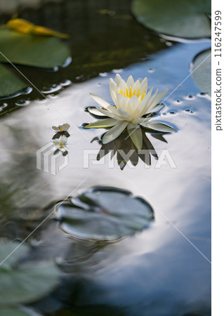 花 116247599
