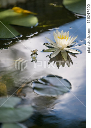 花 花 116247600