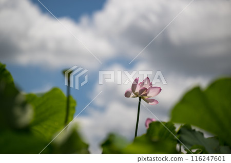 花 花 116247601