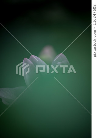 Flowers Flowers 116247608