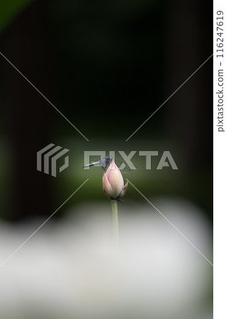 花 116247619