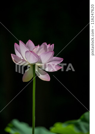 花 116247620
