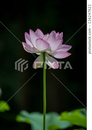 花 116247621