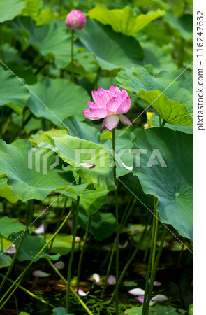 花 花 116247632