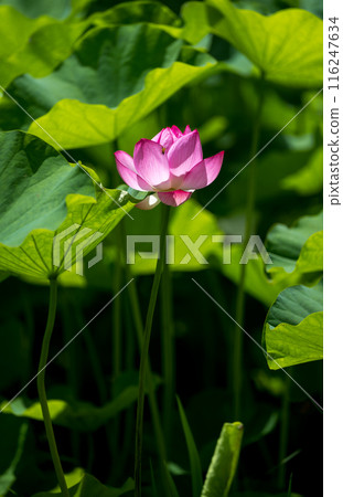 花 花 116247634