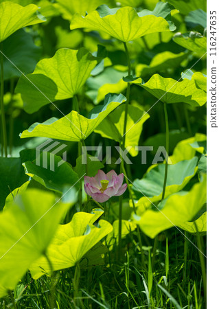 花 花 116247635