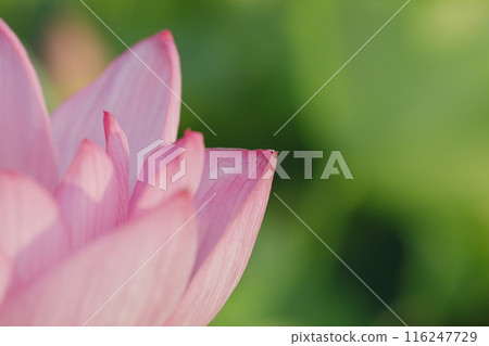 Lotus in Japan 116247729