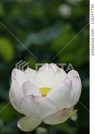 日本的蓮花 116247739