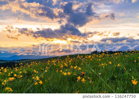 （長野縣）黃花菜盛開的霧峰高原被夕陽染紅 116247750