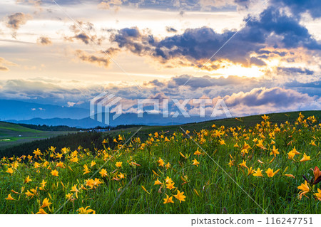 (Nagano Prefecture) The Kirigamine Plateau, where the Day Lily blooms, is dyed in the setting sun 116247751