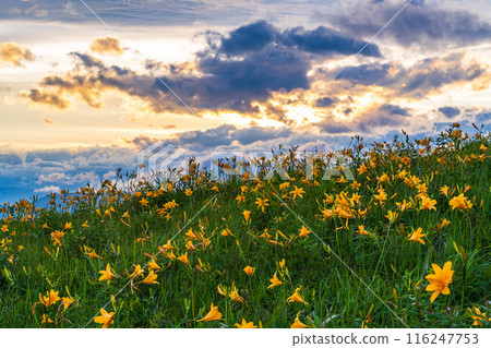 (Nagano Prefecture) The Kirigamine Plateau, where the Day Lily blooms, is dyed in the setting sun (Nagano Prefecture) The Kirigamine Plateau, where the Day Lily blooms, is dyed in the setting sun 116247753