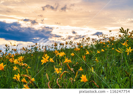 (Nagano Prefecture) The Kirigamine Plateau, where the Day Lily blooms, is dyed in the setting sun (Nagano Prefecture) The Kirigamine Plateau, where the Day Lily blooms, is dyed in the setting sun 116247754