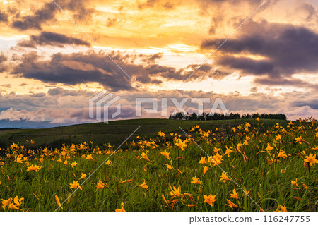 (Nagano Prefecture) The Kirigamine Plateau, where the Day Lily blooms, is dyed in the setting sun (Nagano Prefecture) The Kirigamine Plateau, where the Day Lily blooms, is dyed in the setting sun 116247755