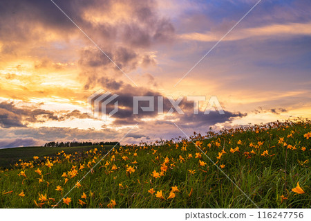 (Nagano Prefecture) The Kirigamine Plateau, where the Day Lily blooms, is dyed in the setting sun (Nagano Prefecture) The Kirigamine Plateau, where the Day Lily blooms, is dyed in the setting sun 116247756