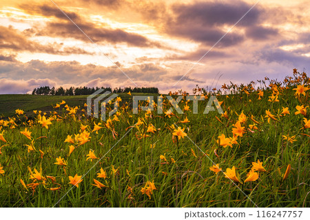 (Nagano Prefecture) The Kirigamine Plateau, where the Day Lily blooms, is dyed in the setting sun (Nagano Prefecture) The Kirigamine Plateau, where the Day Lily blooms, is dyed in the setting sun 116247757