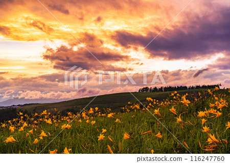 （長野縣）黃花菜盛開的霧峰高原被夕陽染紅 116247760