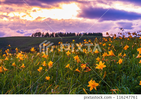 （長野縣）黃花菜盛開的霧峰高原被夕陽染紅 116247761