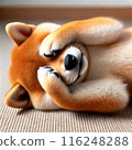 Shiba Inu hiding his face with both hands 116248288