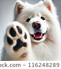 Samoyed showing off his paws 116248289