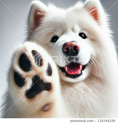 Samoyed showing off his paws 116248289