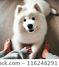 Samoyed looking at his owner 116248291