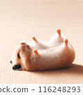 Hamster lying on his back 116248293