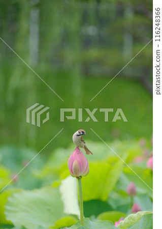 蓮花 花 麻雀 116248366