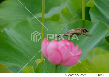蓮花 花 麻雀 蓮花 花 麻雀 116248418