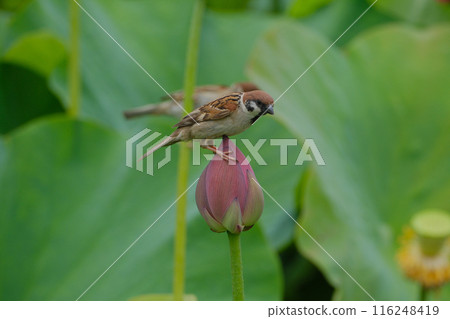 蓮花 花 麻雀 116248419