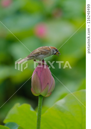 Lotus flower sparrow 116248499