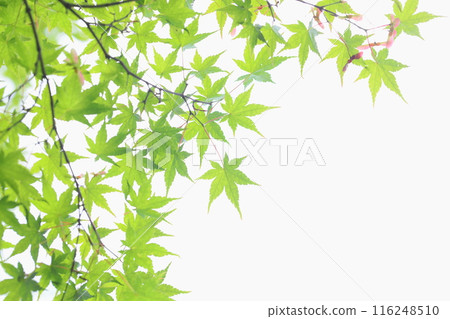 鮮綠楓葉【白色背景】【天空背景】 鮮綠楓葉【白色背景】【天空背景】 116248510